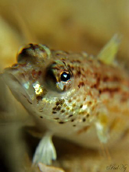 Close Up Fishy!!! Taken with G9 c/w strobe and macro lens by Paul Ng 